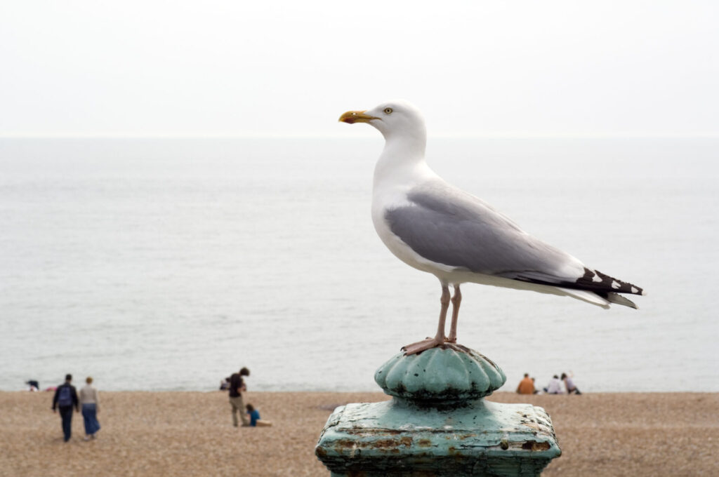 Seagull at the beach